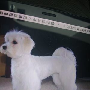 Meet your Posher, Larry